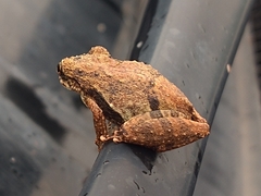 Scinax perpusillus