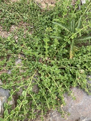 Gonocarpus teucrioides