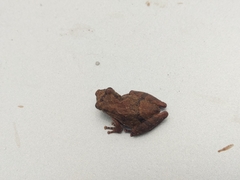 Scinax perpusillus