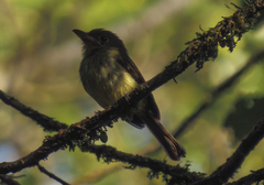 Rhynchocyclus olivaceus