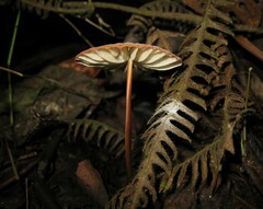 Marasmius berteroi