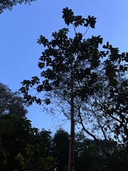 Dipterocarpus zeylanicus