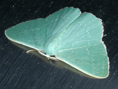 Prasinocyma semicrocea