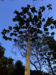 Dipterocarpus zeylanicus