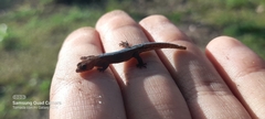 Lepidoblepharis sanctaemartae