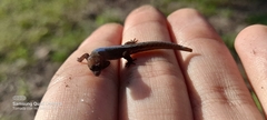 Lepidoblepharis sanctaemartae