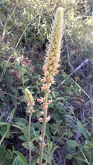 Sinningia curtiflora