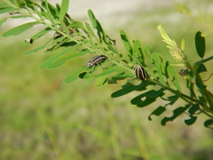 Eudiagogus maryae