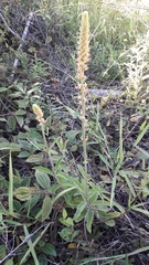 Sinningia curtiflora