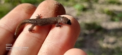 Lepidoblepharis sanctaemartae