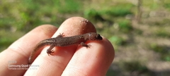Lepidoblepharis sanctaemartae