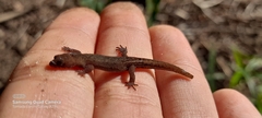 Lepidoblepharis sanctaemartae