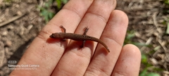 Lepidoblepharis sanctaemartae