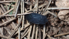 Aellopus atratus