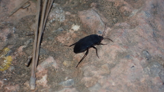 Aellopus atratus