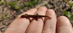 Lepidoblepharis sanctaemartae