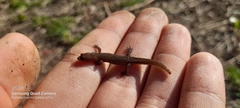 Lepidoblepharis sanctaemartae