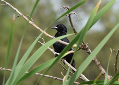 Agelasticus cyanopus
