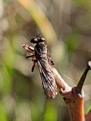 Nicocles