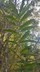 Bactris campestris