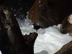 Cinclus leucocephalus