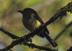 Rhynchocyclus olivaceus