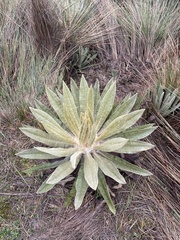 Espeletia