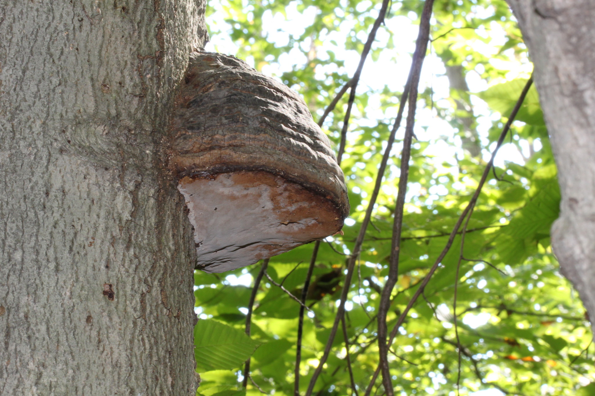 Fomes fomentarius image