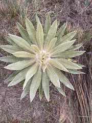 Espeletia
