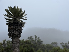 Espeletia