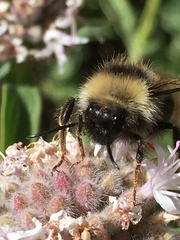 Bombus insularis