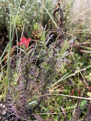 Castilleja fissifolia