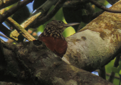 Xiphorhynchus lachrymosus