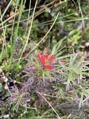 Castilleja fissifolia