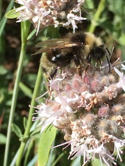 Bombus insularis