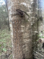 Phytophthora ramorum