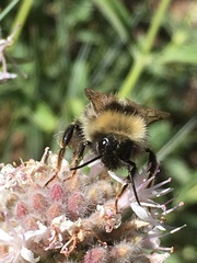 Bombus insularis