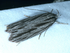Leistarcha scitissimella
