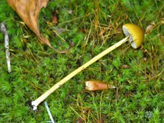 Entoloma luteum