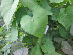 Ipomoea tiliacea