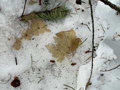 Acer glabrum douglasii