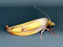 Wingia aurata