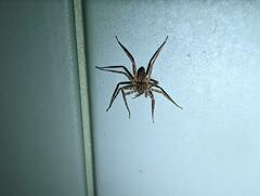 Cupiennius coccineus