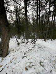 Acer glabrum douglasii