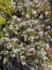 Leucopogon collinus
