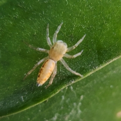 Cosmophasis lami