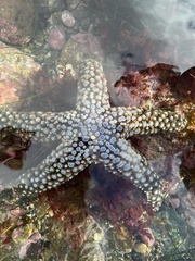 Pisaster giganteus
