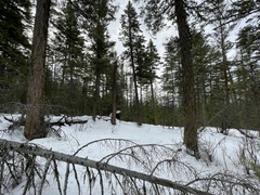 Pseudotsuga menziesii