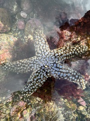 Pisaster giganteus
