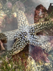 Pisaster giganteus